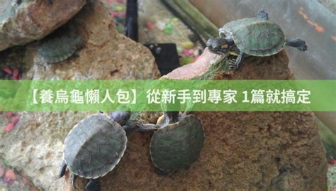 水龜水位|【養烏龜懶人包】：從新手到專家，1篇就搞定